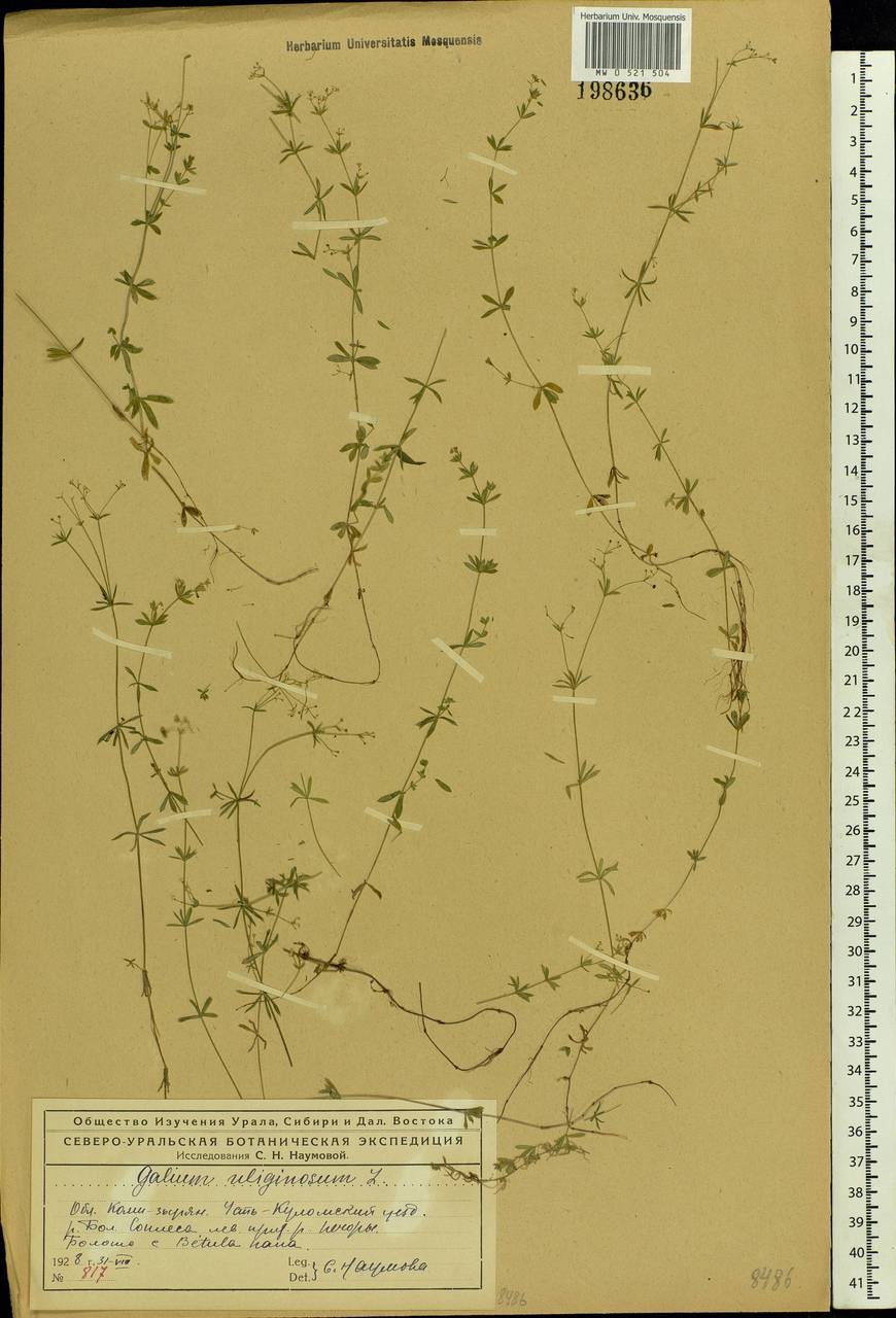 Galium uliginosum L., Eastern Europe, Northern region (E1) (Russia)