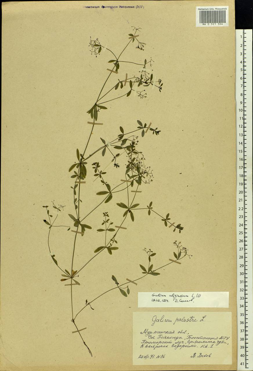 Galium uliginosum L., Eastern Europe, Northern region (E1) (Russia)