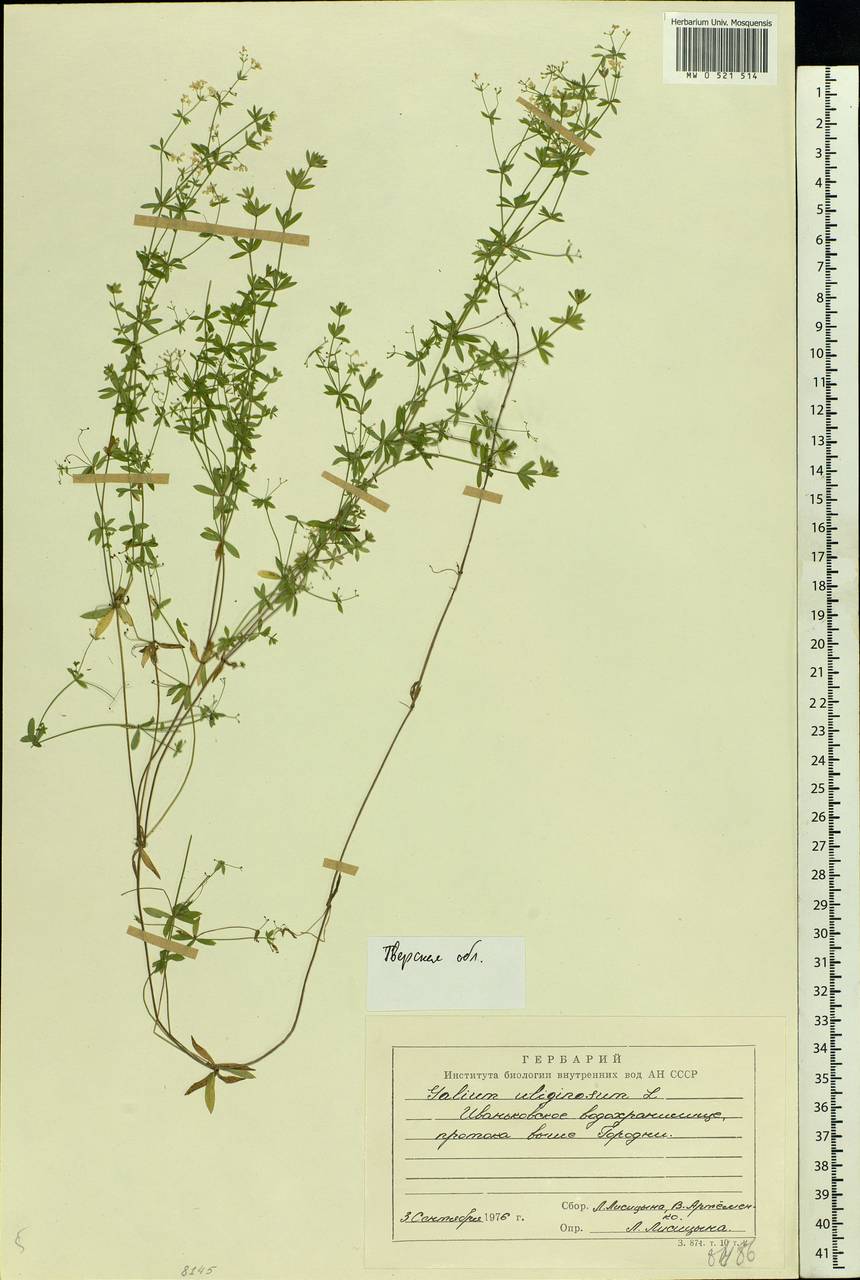 Galium uliginosum L., Eastern Europe, North-Western region (E2) (Russia)