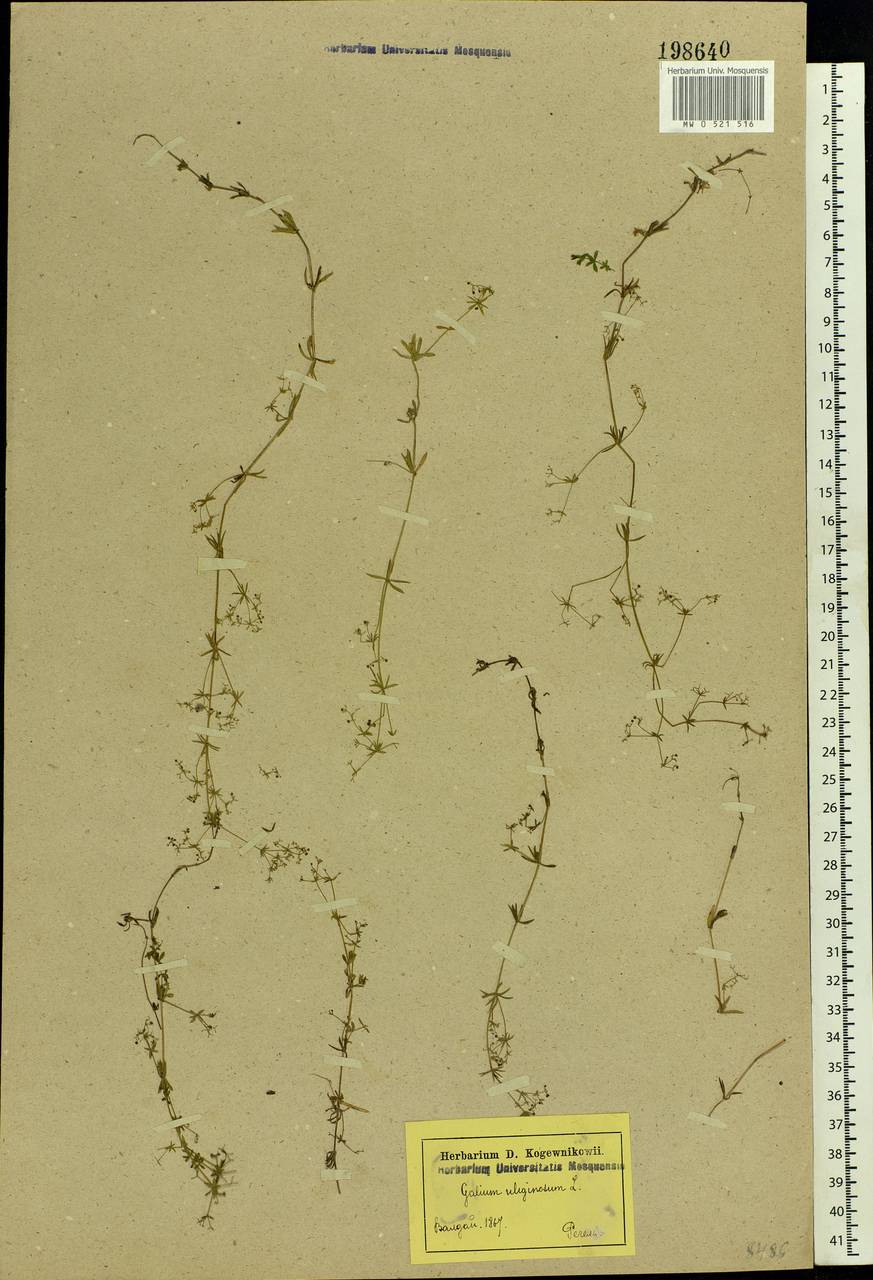 Galium uliginosum L., Eastern Europe, North-Western region (E2) (Russia)