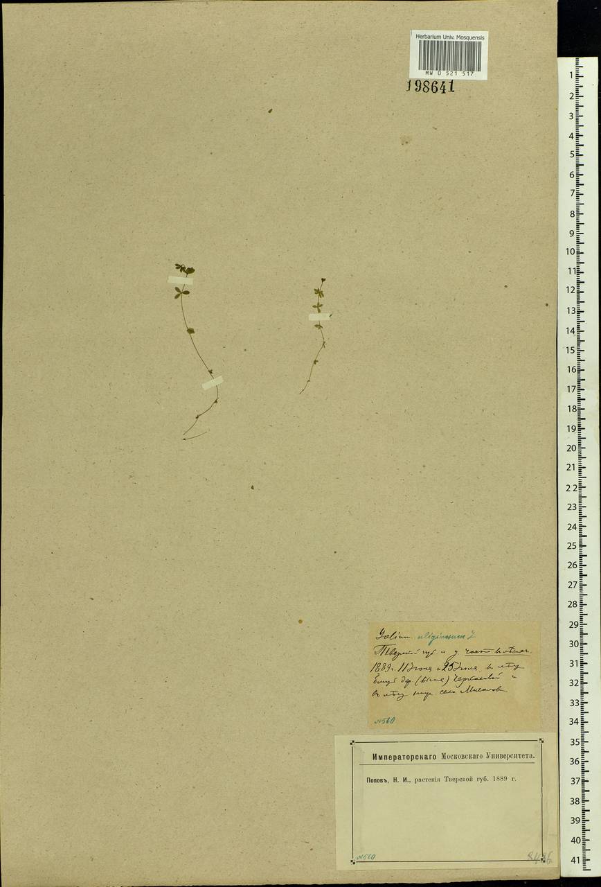 Galium uliginosum L., Eastern Europe, North-Western region (E2) (Russia)