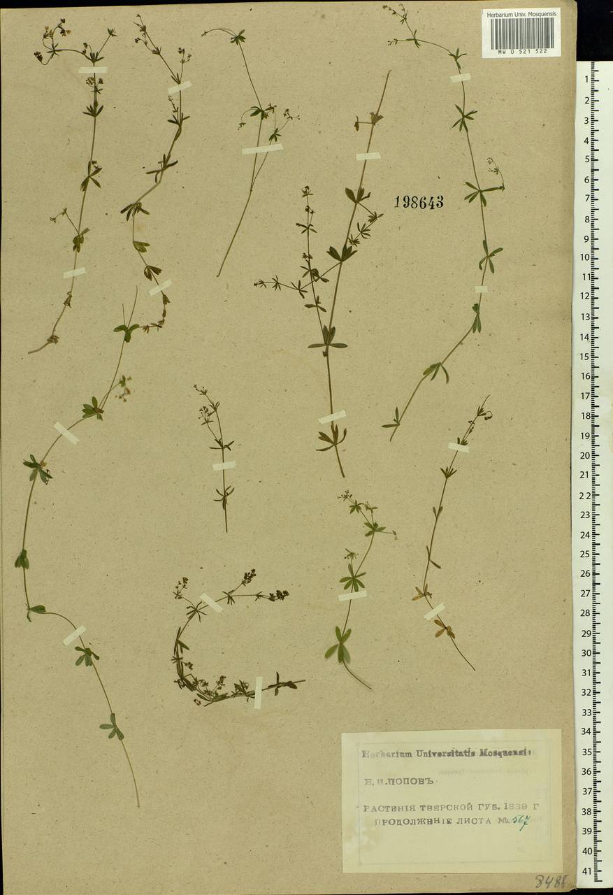 Galium uliginosum L., Eastern Europe, North-Western region (E2) (Russia)