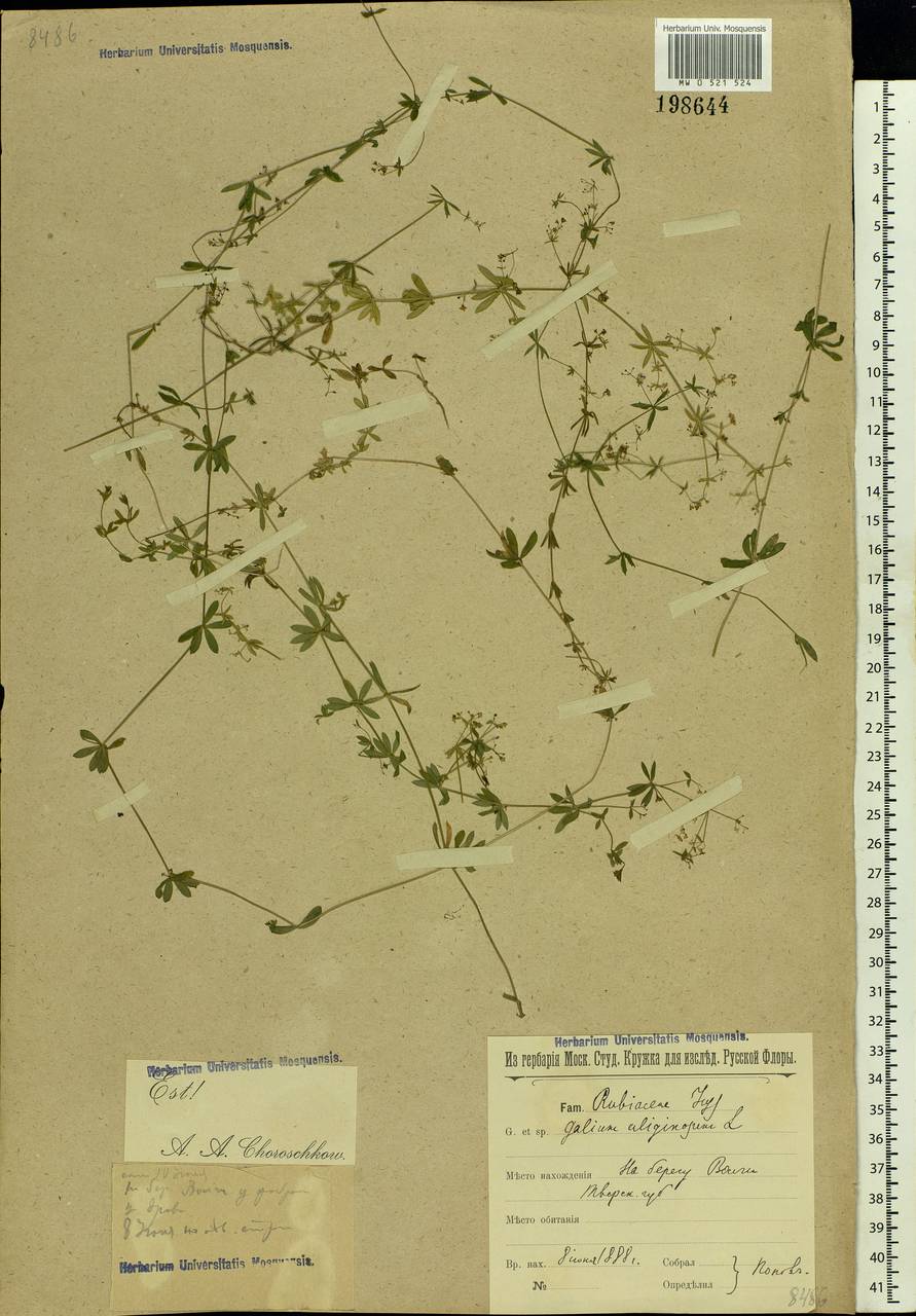 Galium uliginosum L., Eastern Europe, North-Western region (E2) (Russia)