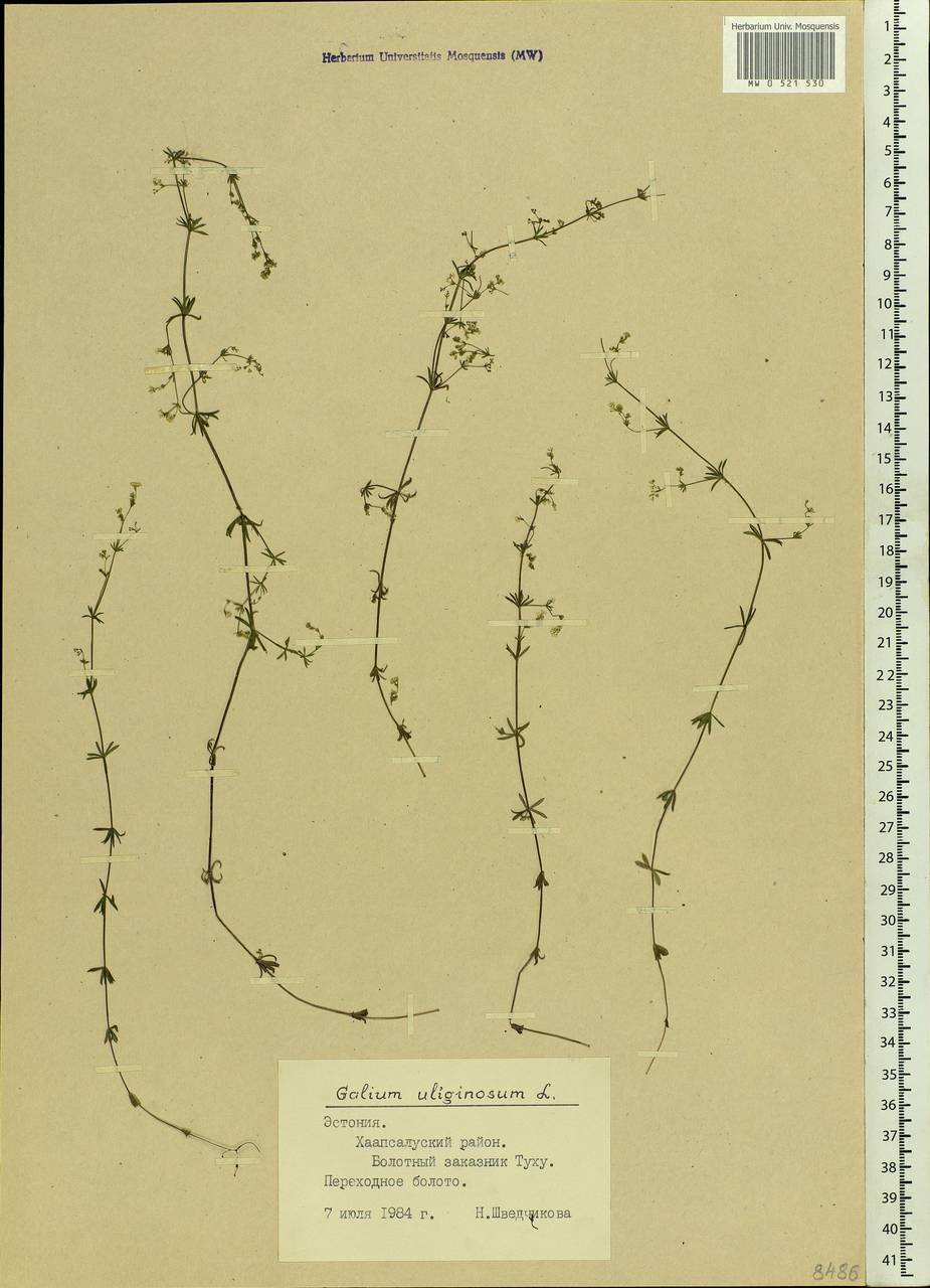 Galium uliginosum L., Eastern Europe, Estonia (E2c) (Estonia)