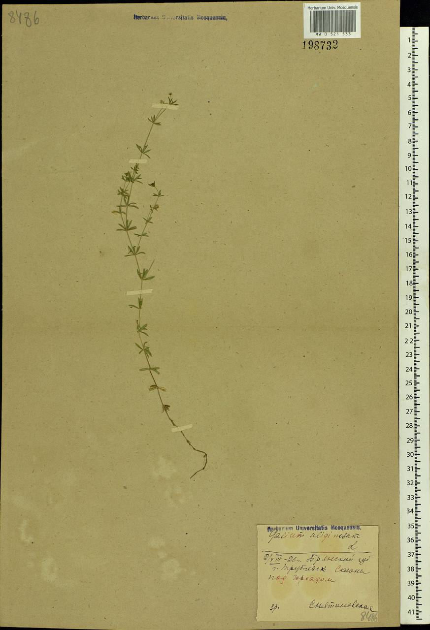 Galium uliginosum L., Eastern Europe, Western region (E3) (Russia)