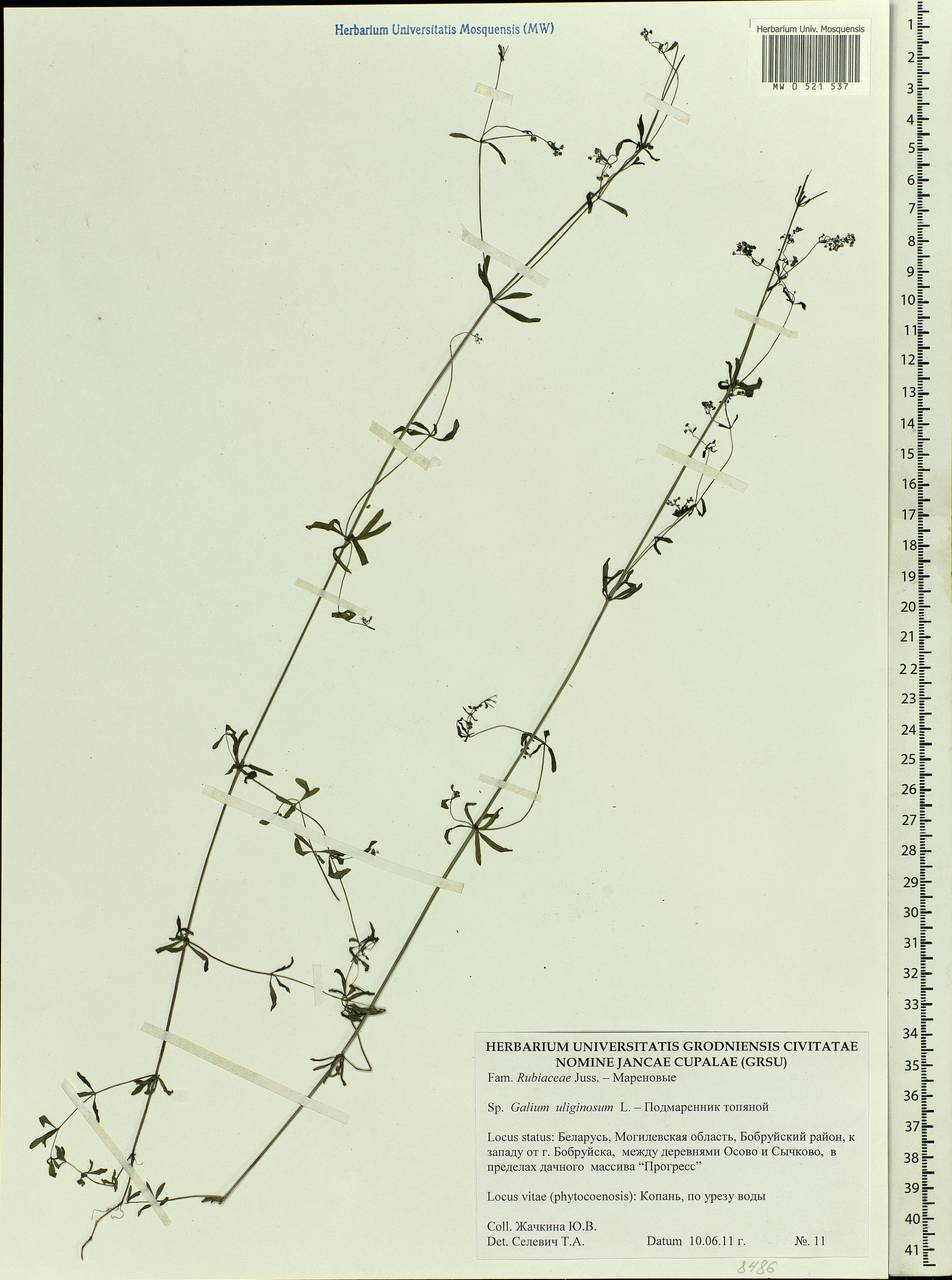 Galium uliginosum L., Eastern Europe, Belarus (E3a) (Belarus)