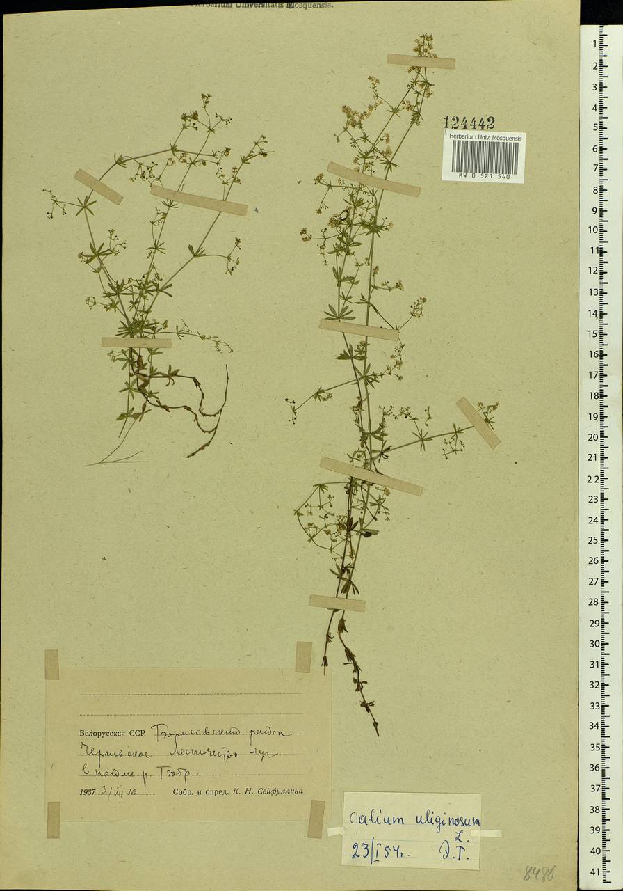 Galium uliginosum L., Eastern Europe, Belarus (E3a) (Belarus)