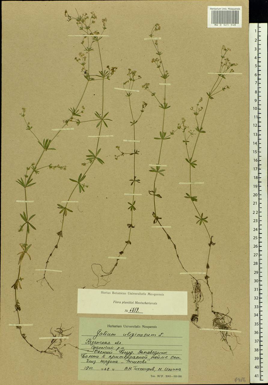 Galium uliginosum L., Eastern Europe, Central region (E4) (Russia)