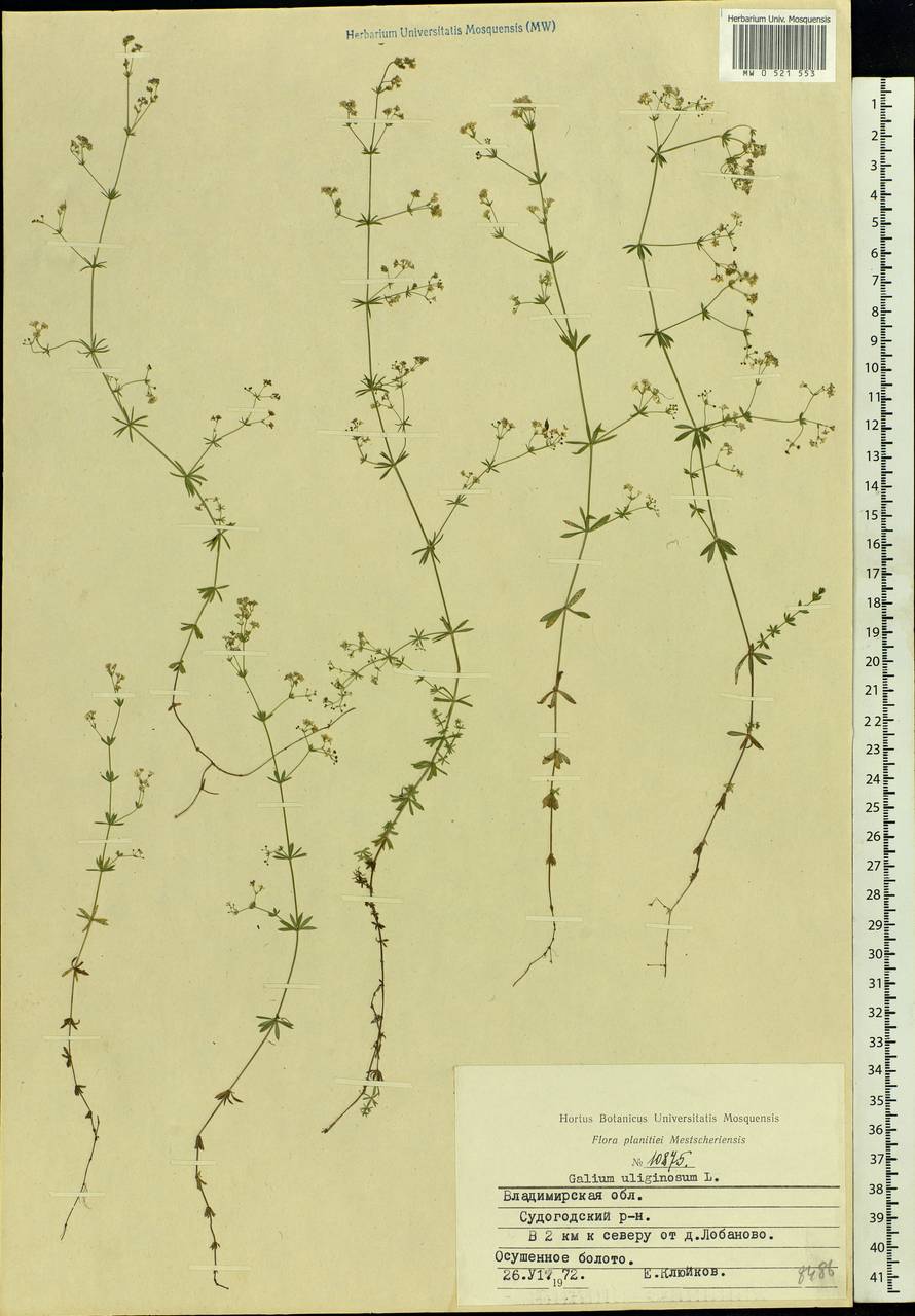 Galium uliginosum L., Eastern Europe, Central region (E4) (Russia)