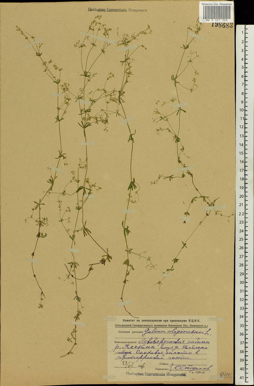 Galium uliginosum L., Eastern Europe, Central region (E4) (Russia)