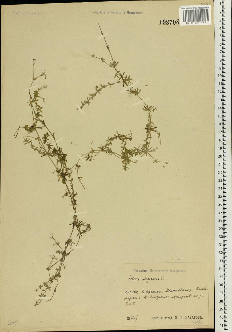 Galium uliginosum L., Eastern Europe, Central region (E4) (Russia)