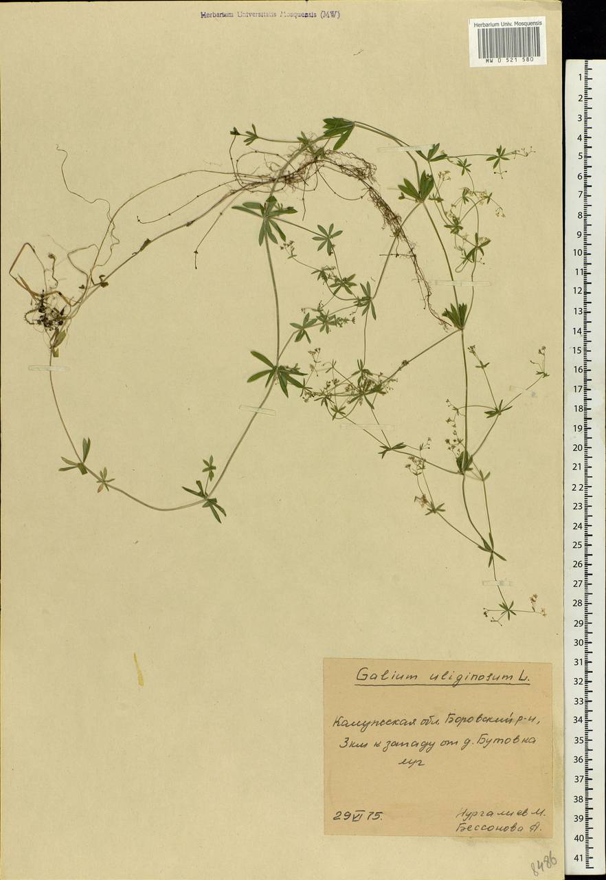 Galium uliginosum L., Eastern Europe, Central region (E4) (Russia)