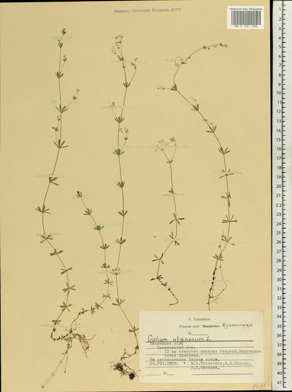 Galium uliginosum L., Eastern Europe, Central region (E4) (Russia)
