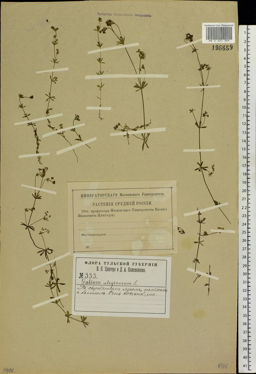 Galium uliginosum L., Eastern Europe, Central region (E4) (Russia)