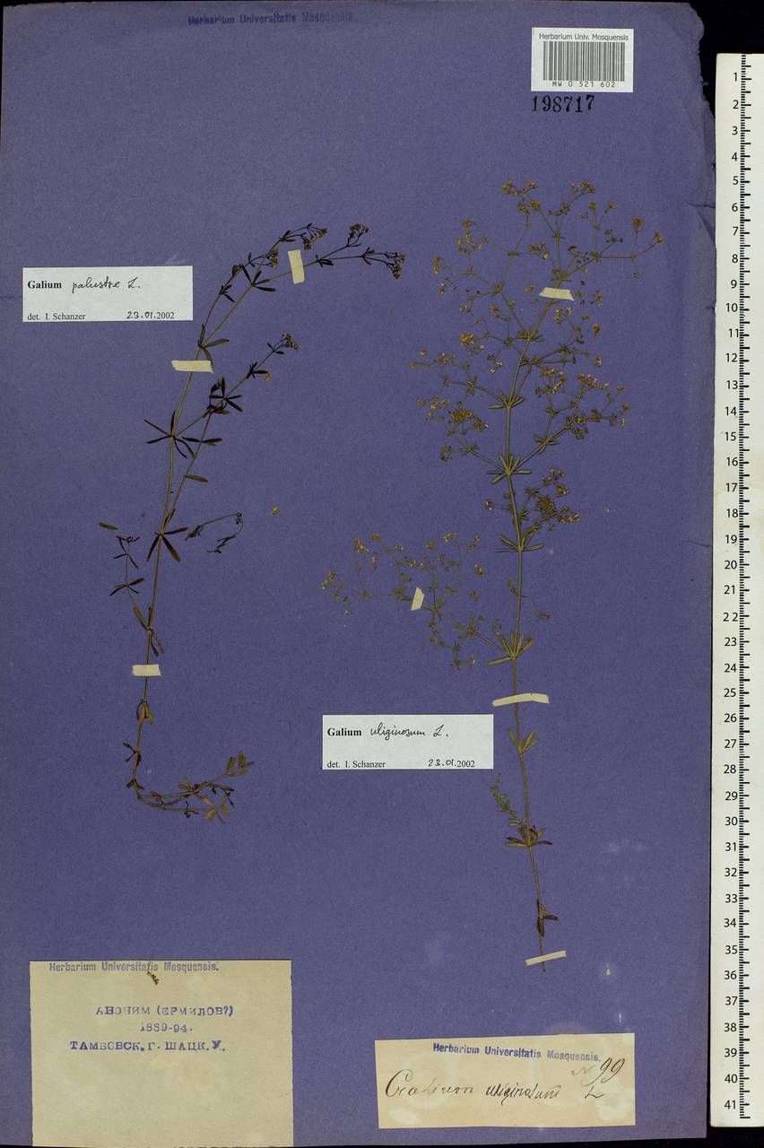 Galium uliginosum L., Eastern Europe, Central region (E4) (Russia)