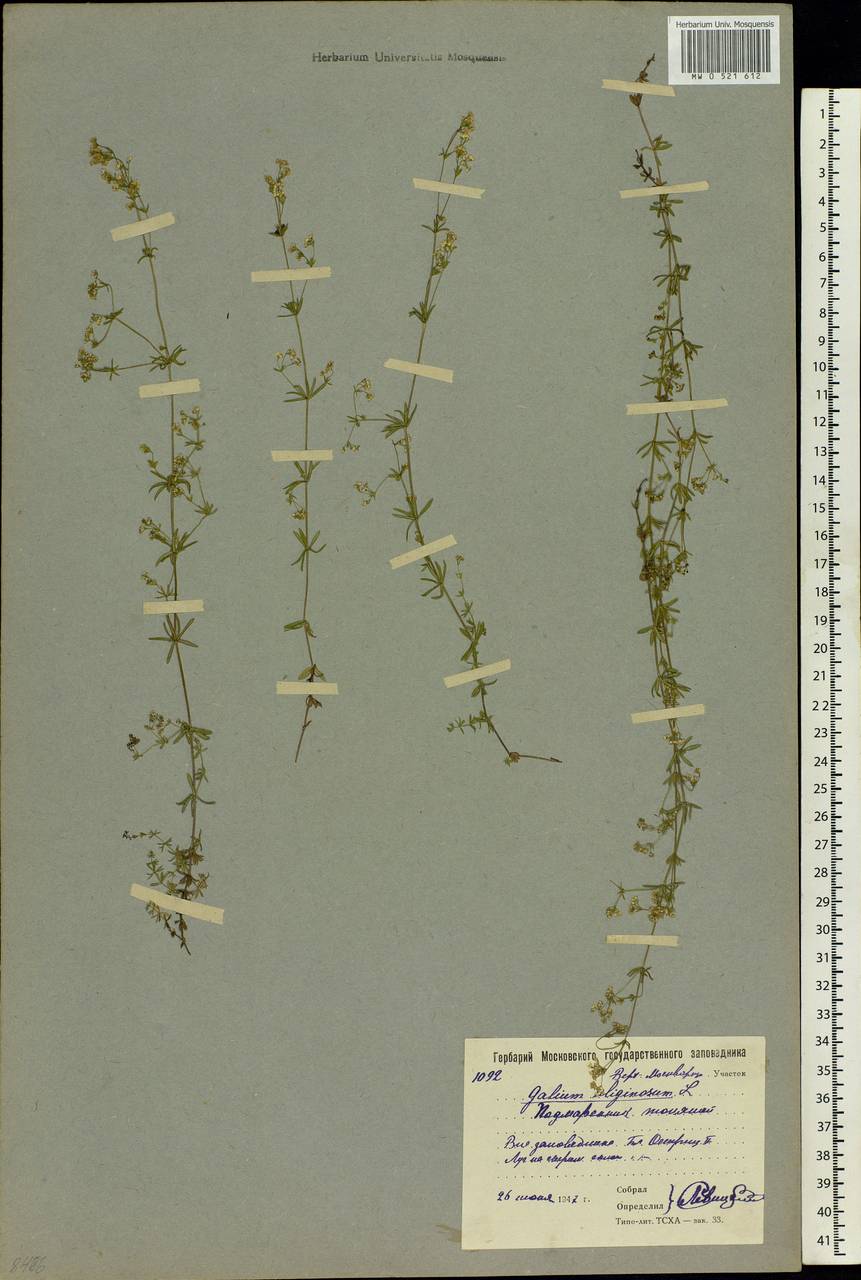 Galium uliginosum L., Eastern Europe, Moscow region (E4a) (Russia)