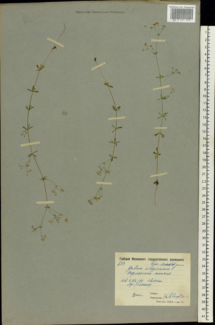 Galium uliginosum L., Eastern Europe, Moscow region (E4a) (Russia)