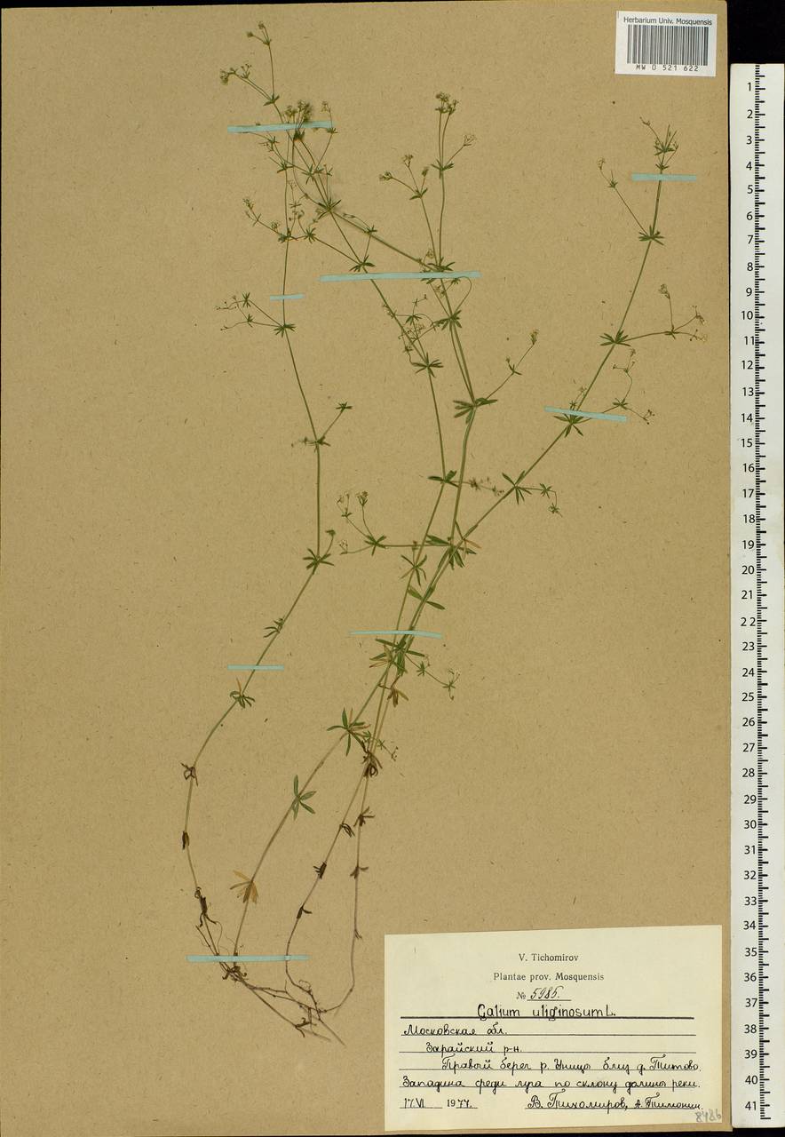 Galium uliginosum L., Eastern Europe, Moscow region (E4a) (Russia)