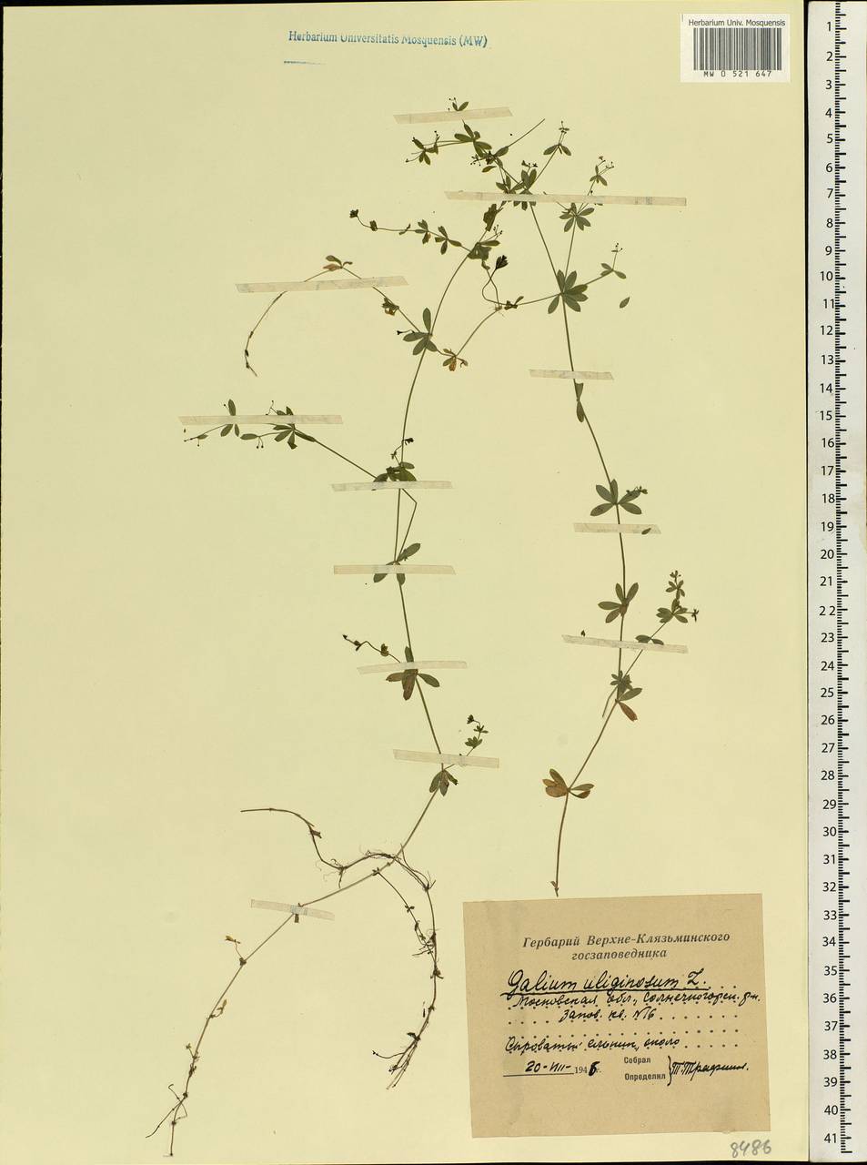 Galium uliginosum L., Eastern Europe, Moscow region (E4a) (Russia)