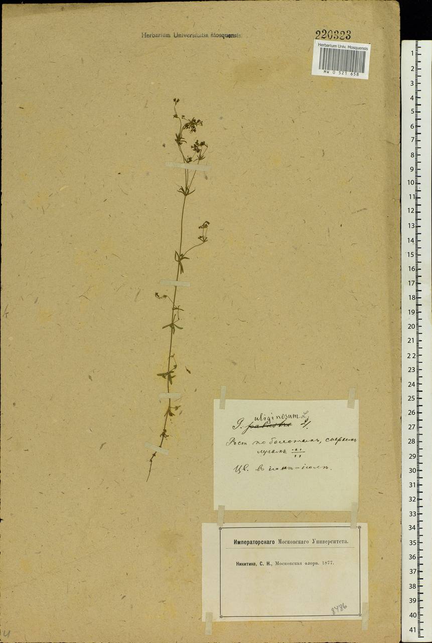 Galium uliginosum L., Eastern Europe, Moscow region (E4a) (Russia)