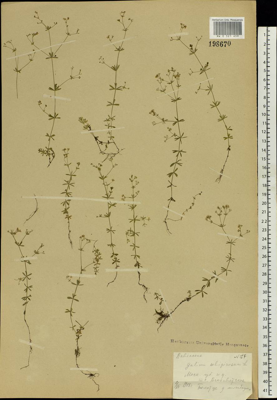 Galium uliginosum L., Eastern Europe, Moscow region (E4a) (Russia)