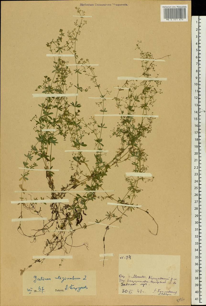 Galium uliginosum L., Eastern Europe, Moscow region (E4a) (Russia)