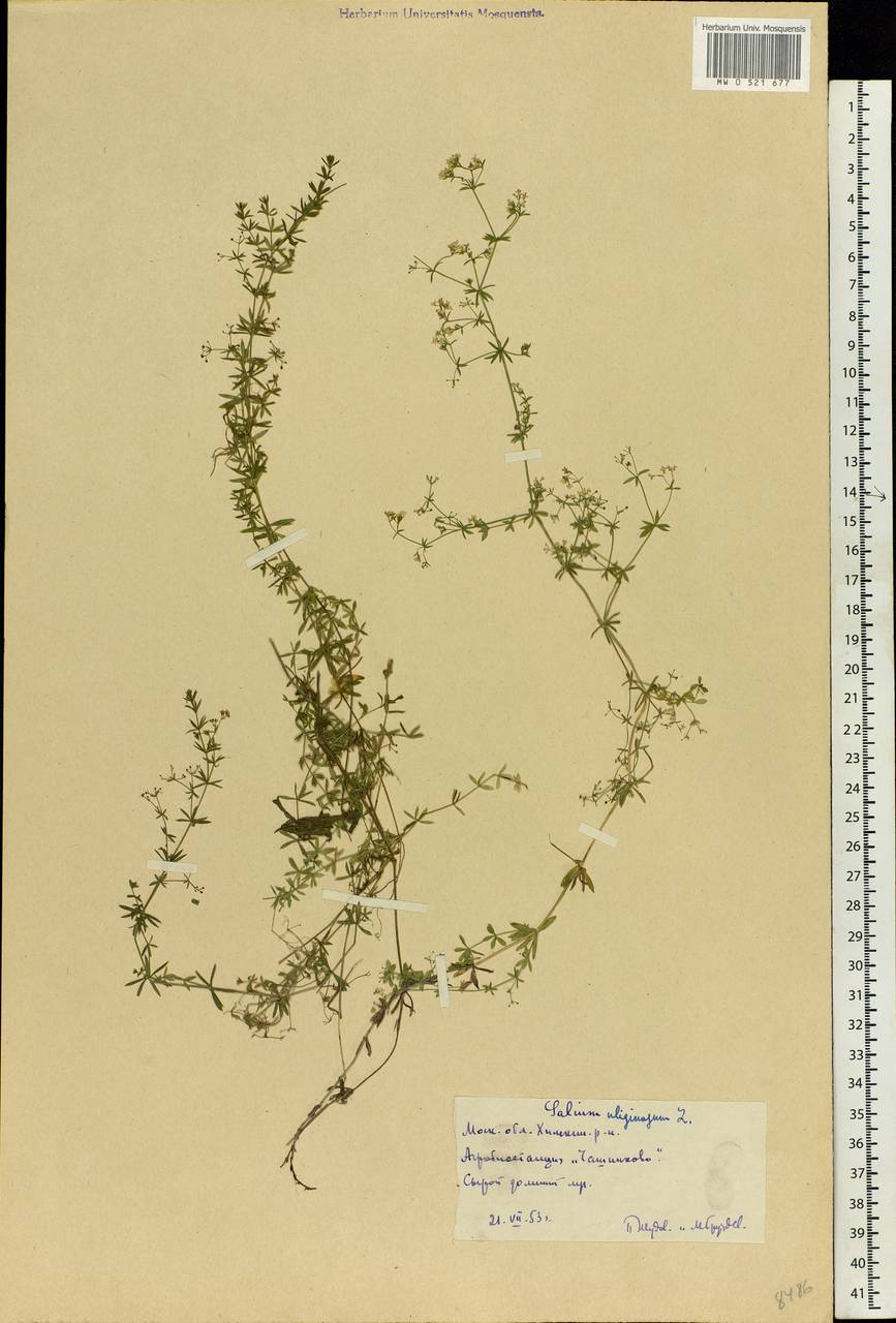 Galium uliginosum L., Eastern Europe, Moscow region (E4a) (Russia)