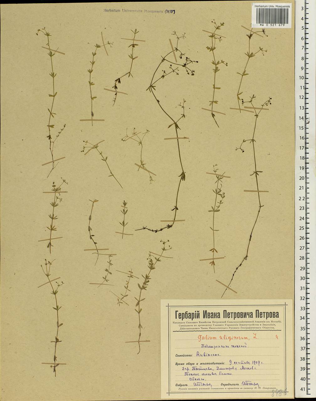 Galium uliginosum L., Eastern Europe, Moscow region (E4a) (Russia)