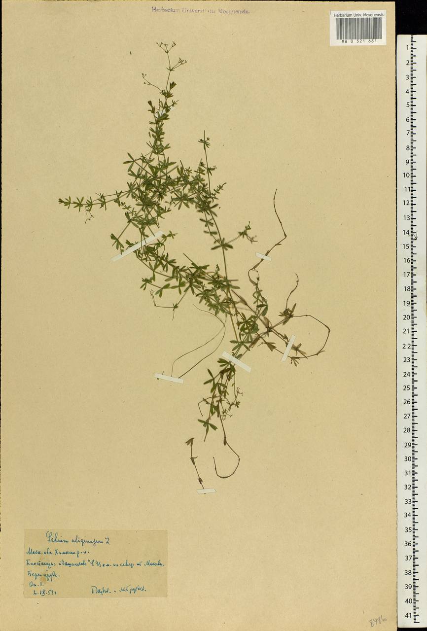 Galium uliginosum L., Eastern Europe, Moscow region (E4a) (Russia)