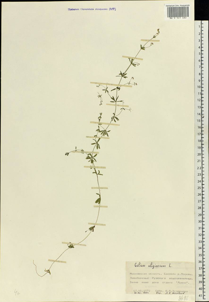 Galium uliginosum L., Eastern Europe, Moscow region (E4a) (Russia)