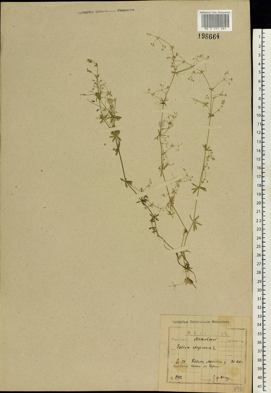 Galium uliginosum L., Eastern Europe, Moscow region (E4a) (Russia)