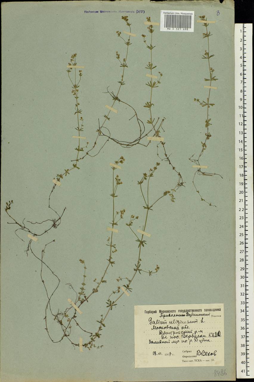 Galium uliginosum L., Eastern Europe, Moscow region (E4a) (Russia)