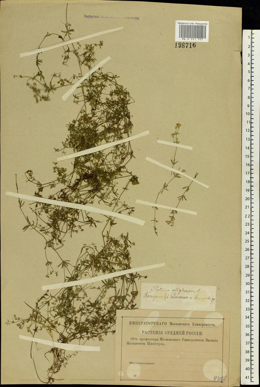 Galium uliginosum L., Eastern Europe, Central forest region (E5) (Russia)