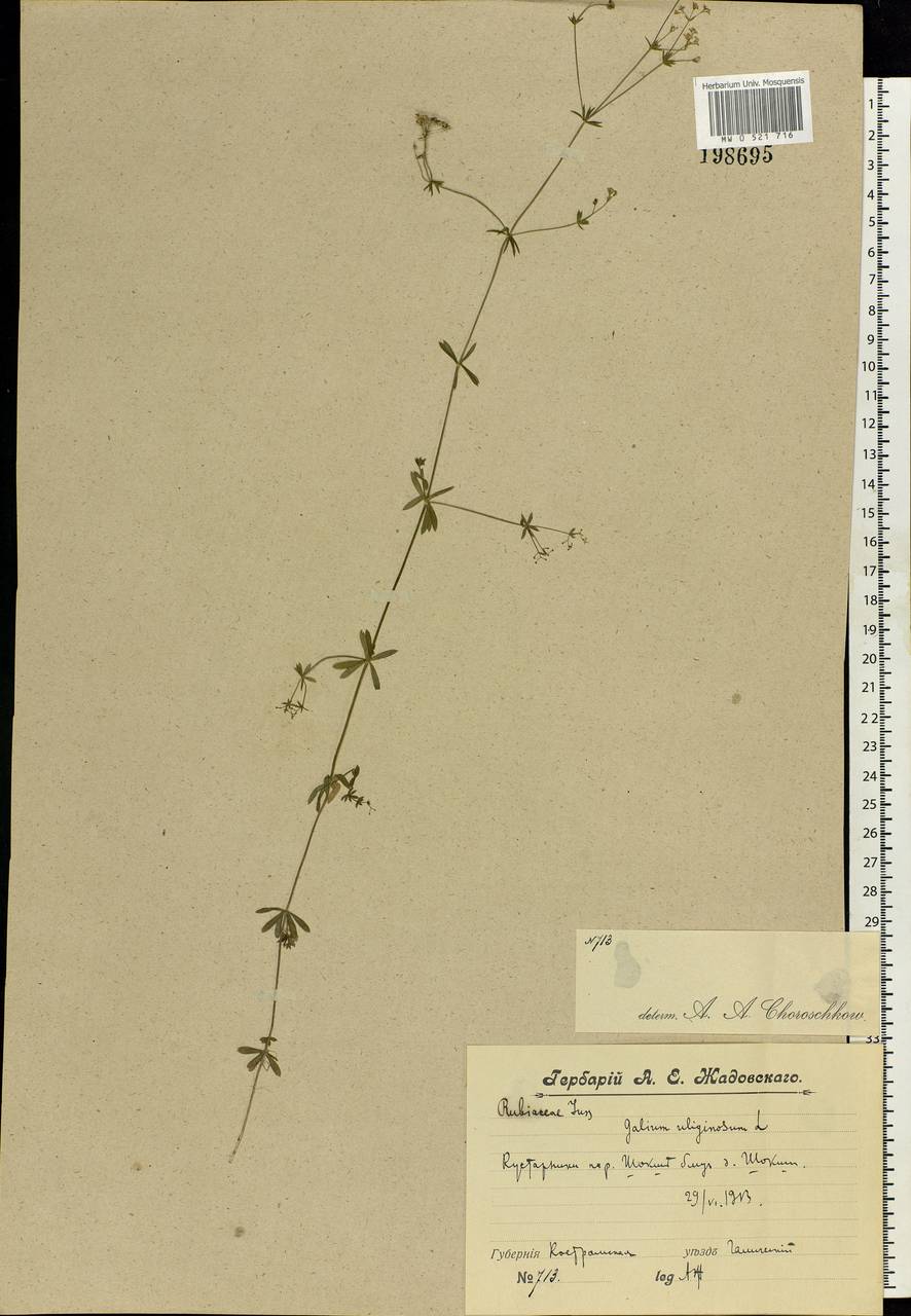 Galium uliginosum L., Eastern Europe, Central forest region (E5) (Russia)