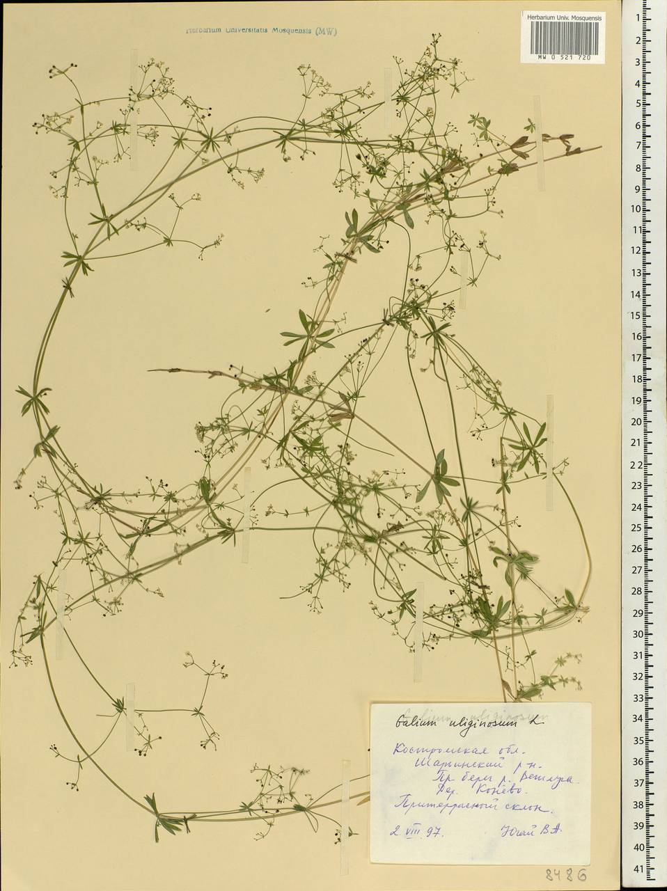 Galium uliginosum L., Eastern Europe, Central forest region (E5) (Russia)