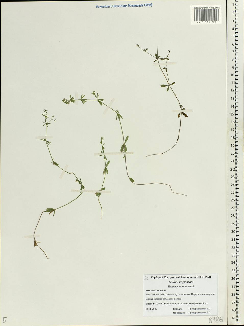 Galium uliginosum L., Eastern Europe, Central forest region (E5) (Russia)