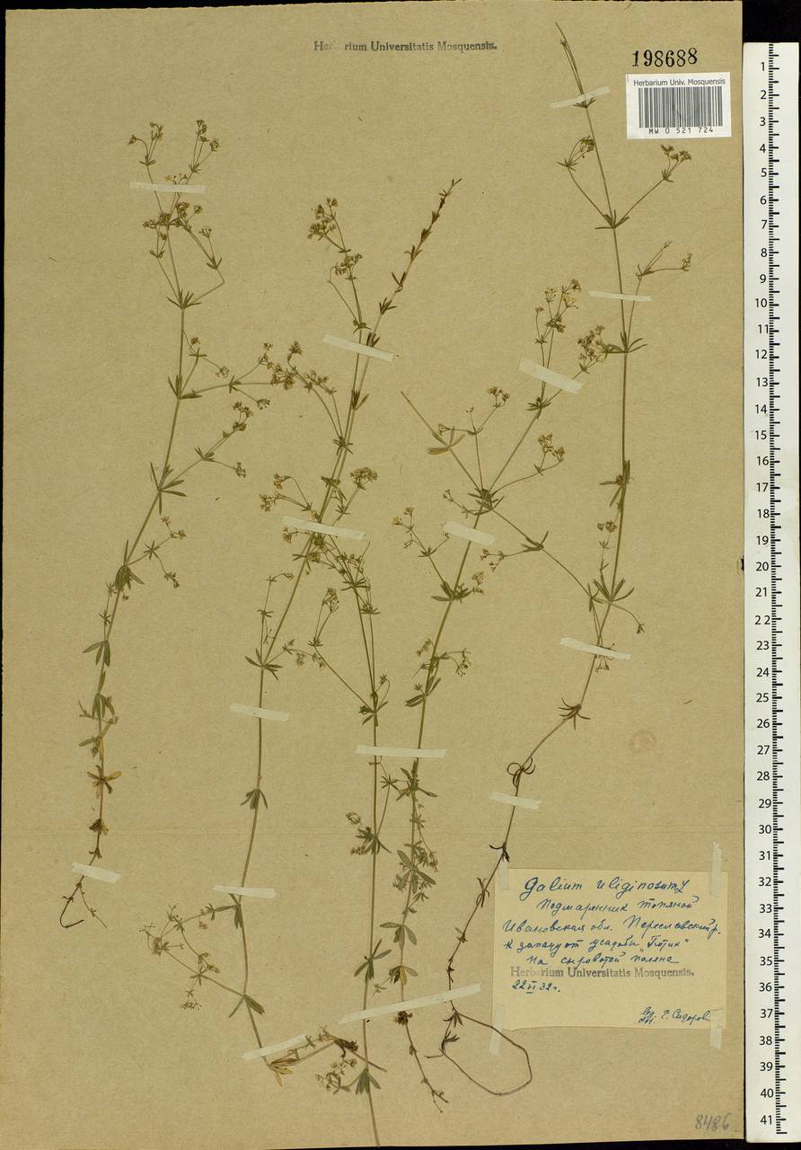 Galium uliginosum L., Eastern Europe, Central forest region (E5) (Russia)