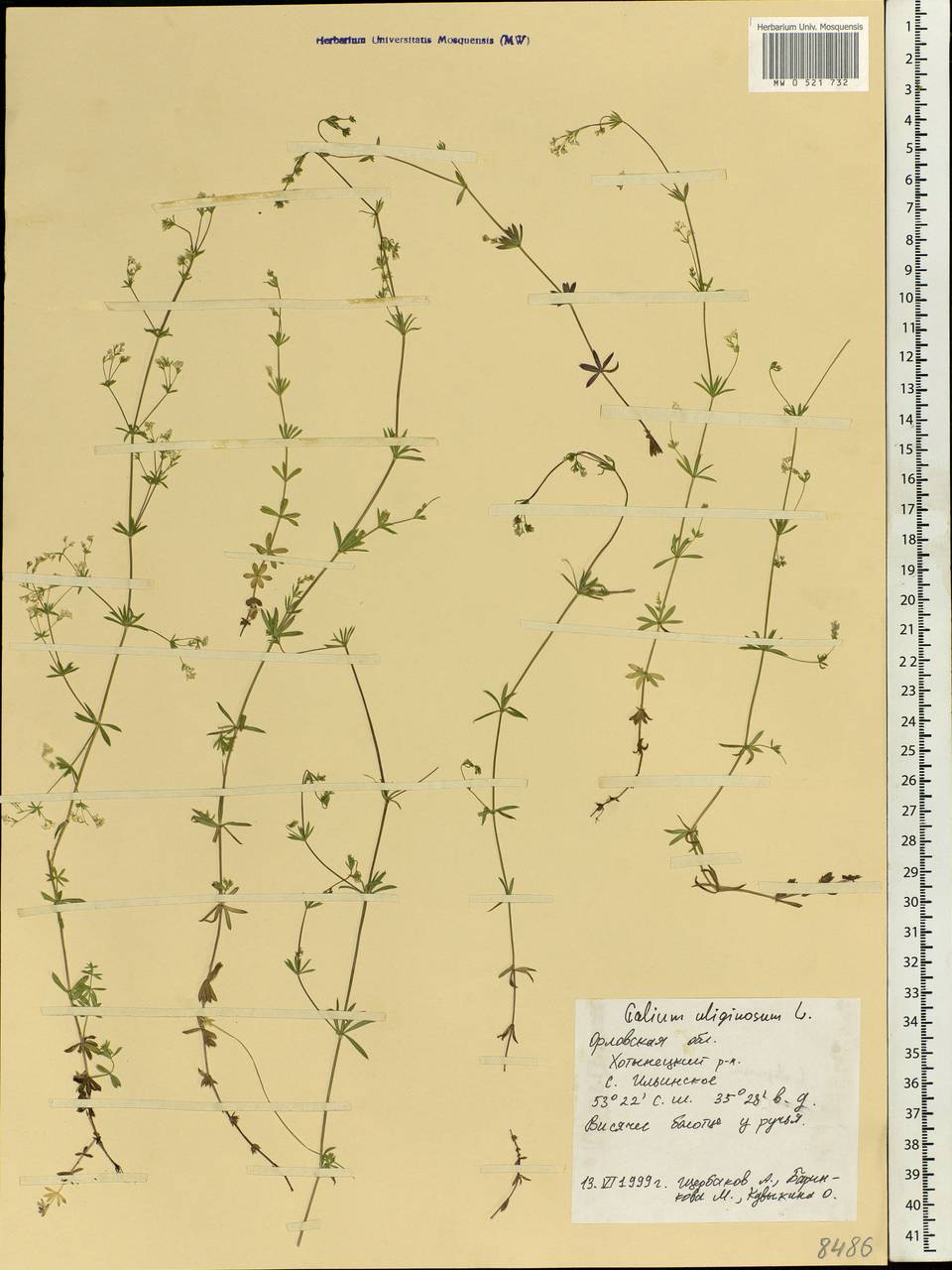 Galium uliginosum L., Eastern Europe, Central forest-and-steppe region (E6) (Russia)