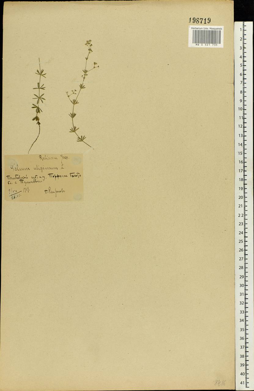 Galium uliginosum L., Eastern Europe, Central forest-and-steppe region (E6) (Russia)