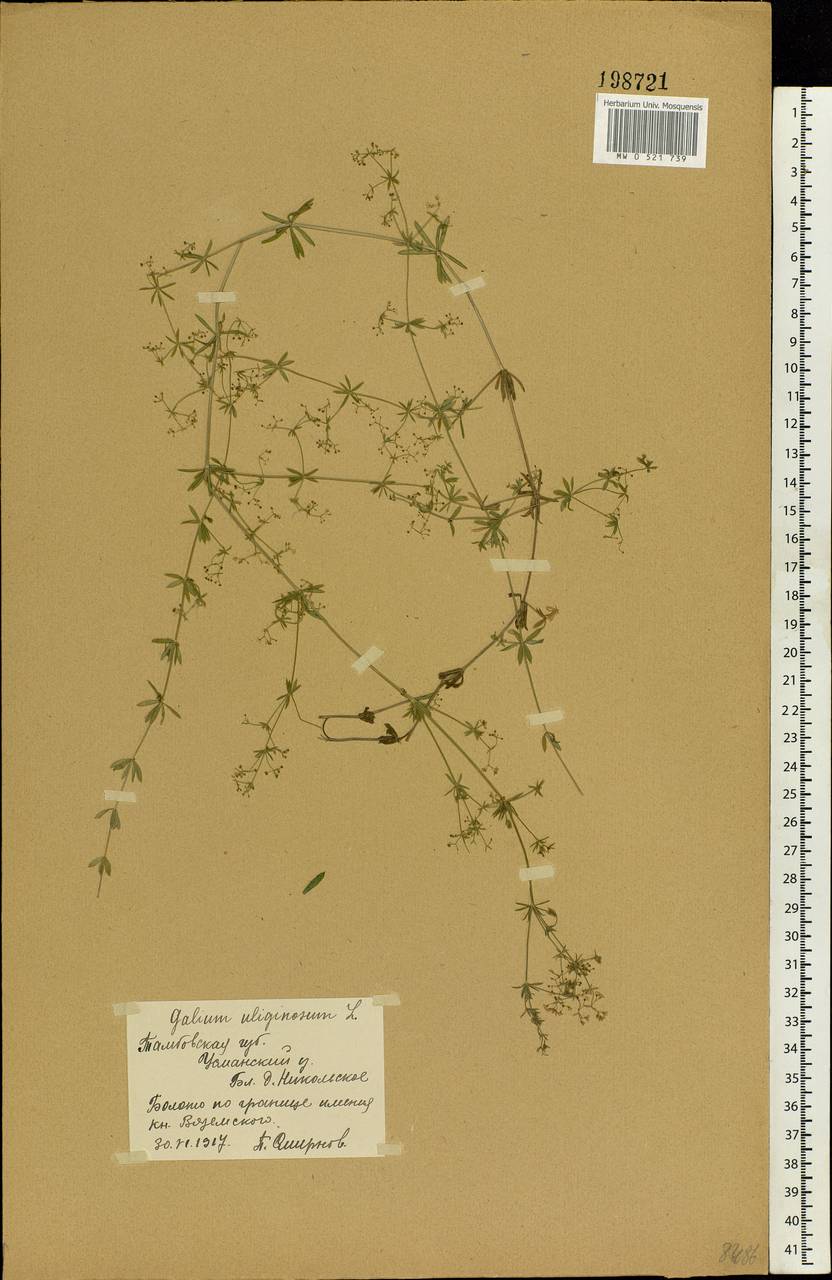 Galium uliginosum L., Eastern Europe, Central forest-and-steppe region (E6) (Russia)
