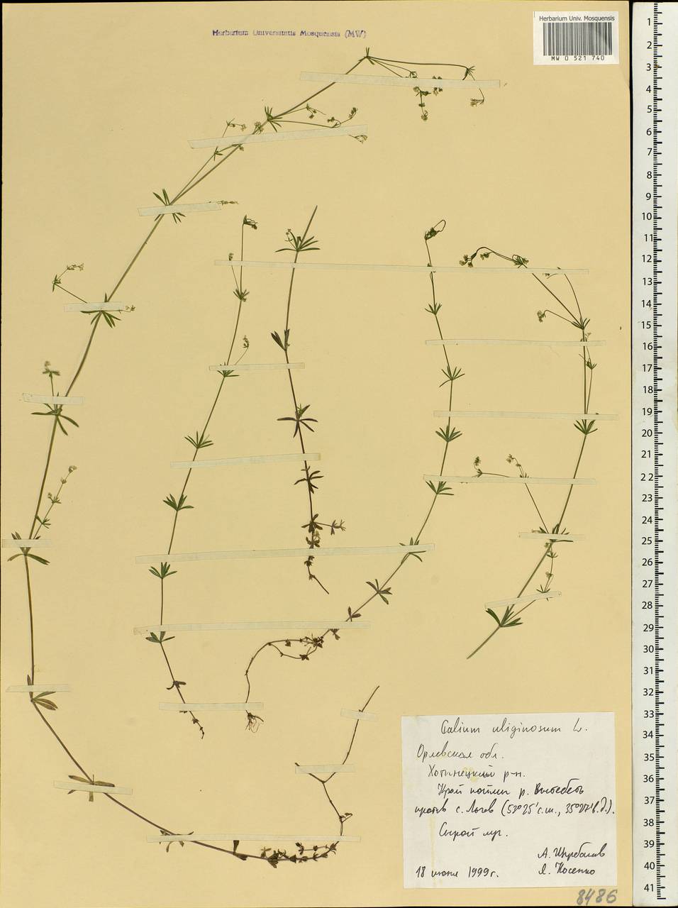 Galium uliginosum L., Eastern Europe, Central forest-and-steppe region (E6) (Russia)
