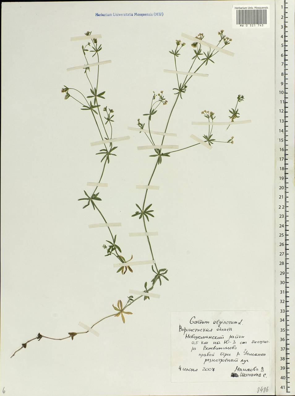 Galium uliginosum L., Eastern Europe, Central forest-and-steppe region (E6) (Russia)