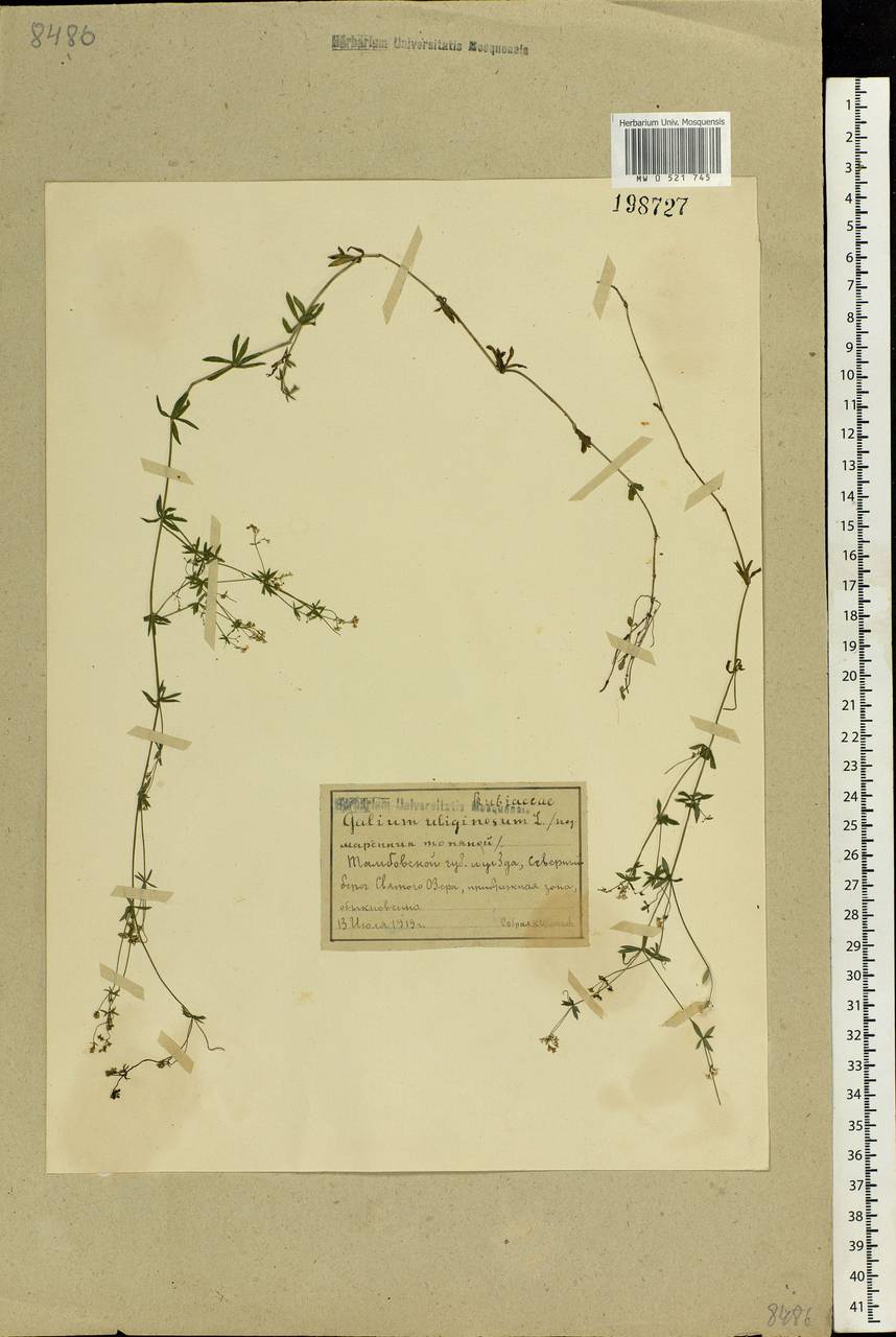 Galium uliginosum L., Eastern Europe, Central forest-and-steppe region (E6) (Russia)