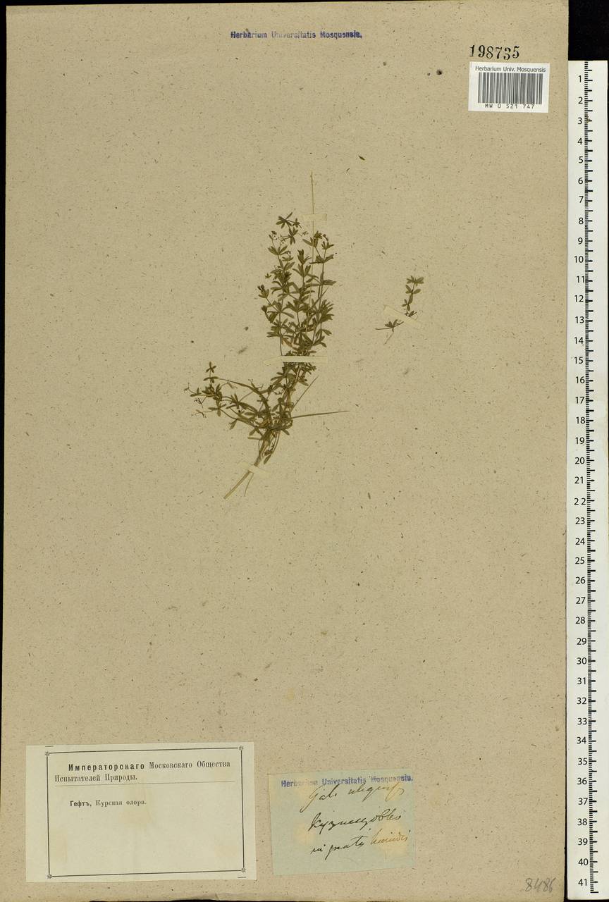 Galium uliginosum L., Eastern Europe, Central forest-and-steppe region (E6) (Russia)