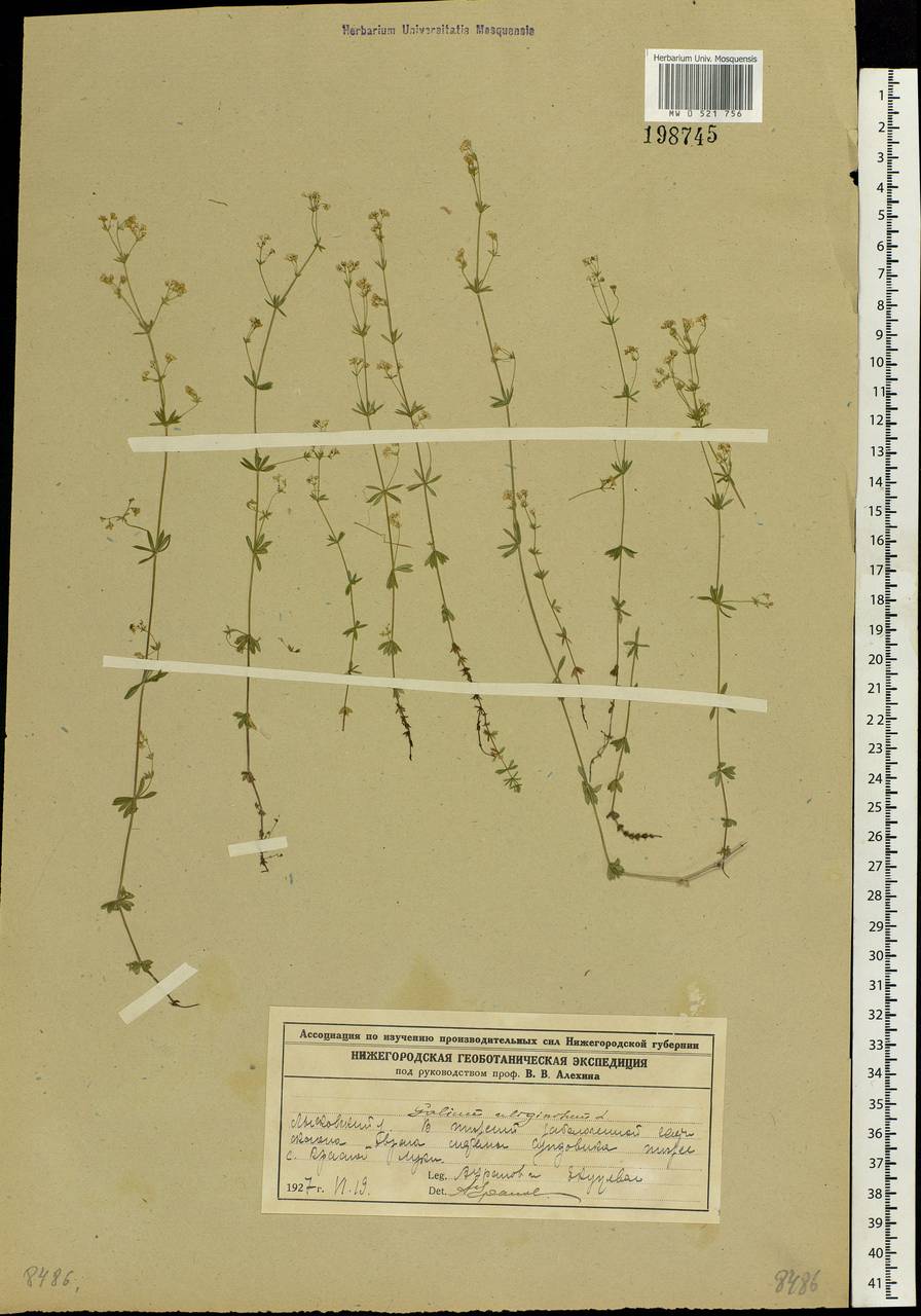 Galium uliginosum L., Eastern Europe, Volga-Kama region (E7) (Russia)