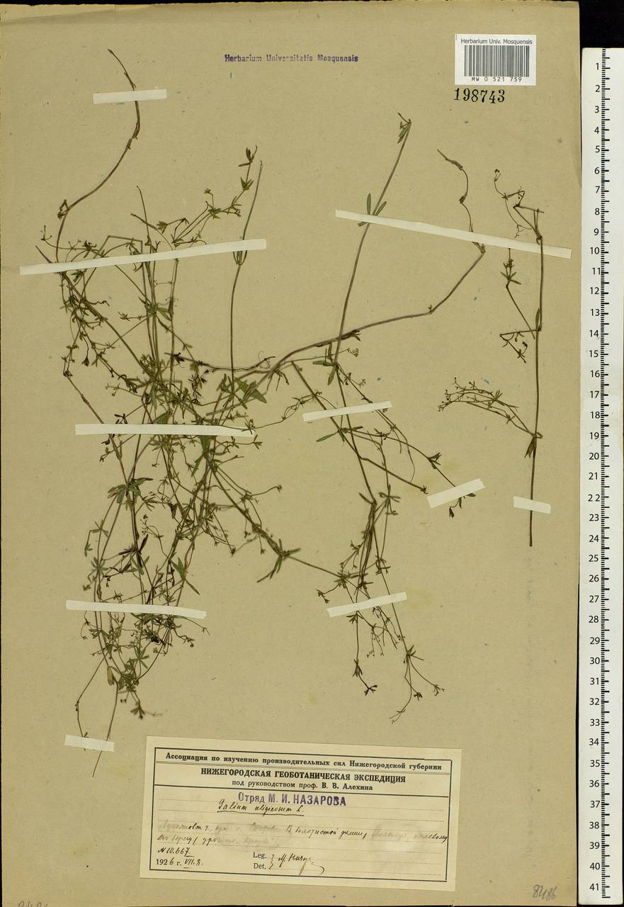 Galium uliginosum L., Eastern Europe, Volga-Kama region (E7) (Russia)