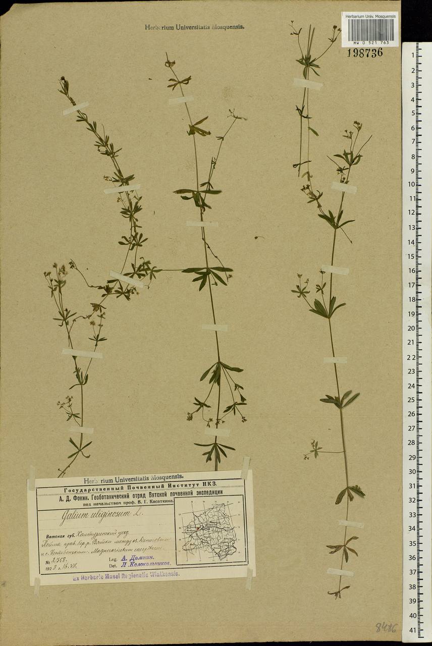 Galium uliginosum L., Eastern Europe, Volga-Kama region (E7) (Russia)