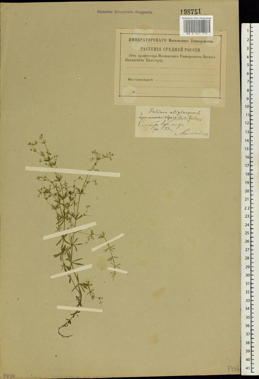 Galium uliginosum L., Eastern Europe, Middle Volga region (E8) (Russia)