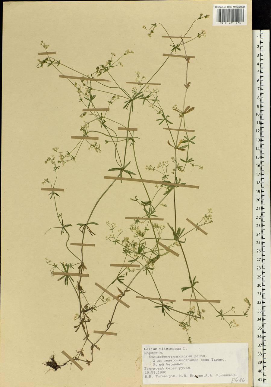 Galium uliginosum L., Eastern Europe, Middle Volga region (E8) (Russia)
