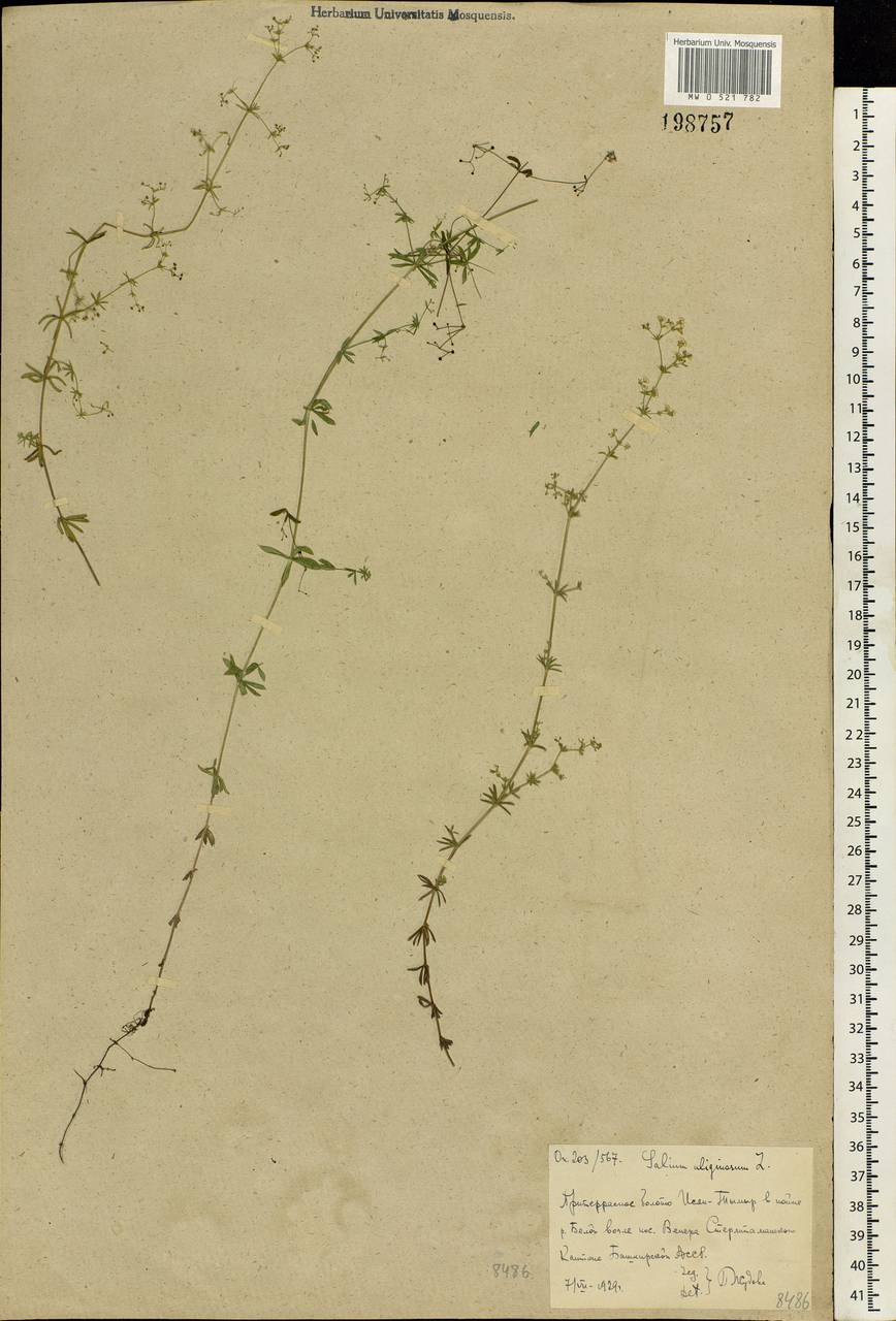 Galium uliginosum L., Eastern Europe, Eastern region (E10) (Russia)
